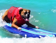 Dogs set to “make waves” at 9th Annual Surf Dog Surf-A-Thon