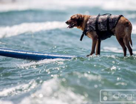 9th Annual Surf Dog Surf-A-Thon